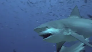 Life Saver Attacked By 11 Foot Shark