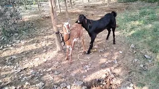 Try Not To Laugh | dancing goat |funny goats | cute goats | crazy goats | bakra