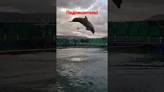 Дельфин мистер Splash  в Мармарисе (Турция)