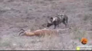 Wild Dogs vs impala / impala Fights Back as guts Fall out