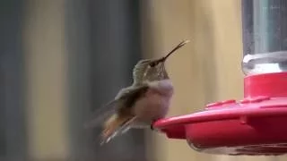 Wyoming Baby Rufous Hummingbird In-Flight!