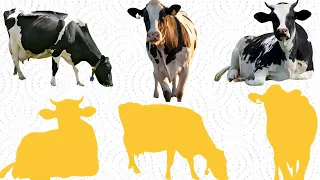 CUTE ANIMALS Funny Cow Puzzle Game Video (Choose This Right Puzzle)#cute #cow