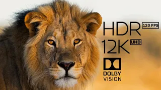 Animal Kingdom 12K HDR 120fps Dolby Vision with Calming Music