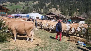Swiss cattle show 4K | Swiss Cow Parade | Switzerland | In Feutersoey
