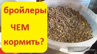 КАК  бюджетно откормить бройлеров? /Мешанка для бройлеров