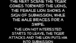 Lions vs Tiger ( Submissive Tigers ) part 2