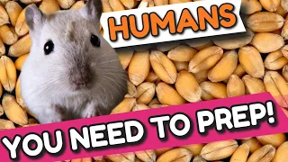 The SILLIEST Gerbil video you will ever see!