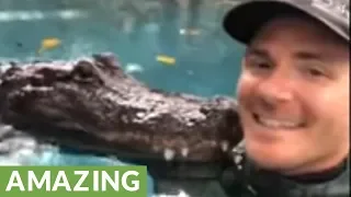 This friendly alligator really loves his caretaker!