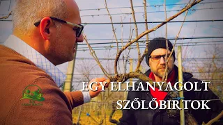 Így tegyük rendbe elhanyagolt szőlőbirtokunkat - Öreg szőlő metszése,  almafa metszés