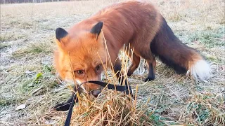 Выгуливание хозяйки))) - Лесопарк, Осень - Жизнь с Лисой / MIKI THE FOX