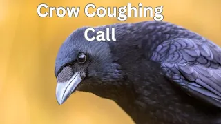 Crow Coughing Call: Unique Crow Cough Sounds You Must Hear!