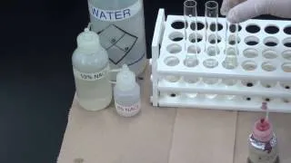 Osmosis Experiment