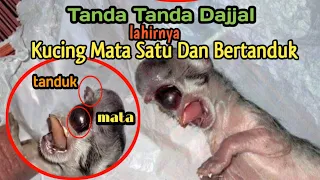 Lahirnya kucing bermata satu dan bertanduk,tanda tanda dajjal