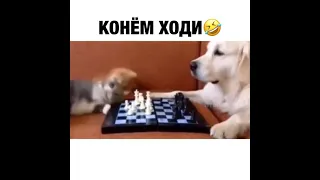 КОШКИ 2021 СМЕШНЫЕ КОТЫ 2021 КОШКИ ПРИКОЛЫ С КОТИКАМИ И КОШКАМИ Funny Cats 2021