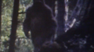 Do Bigfoot/Sasquatch come in different Shapes and Sizes