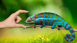 Chameleon Chronicles: Discovering the Colorful World of Chameleons 🌿🦎 #Chameleons #MastersOfDisguise