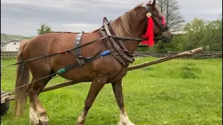 🔥Великий вибір Коней на Продажу 🔥🐴💪💵