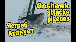 Последняя атака Ястреба-тетеревятника | Last attack of the Goshawk