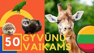 50 GYVŪNŲ GARSŲ VAIKAMS | LIETUVIŠKAI | ŠOU, KATĖ, KARVĖ, TIGRAS | EDUKACIJA MAŽIESIEMS