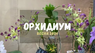 Орхидиум- ярмарка орхидей/Orchid Festival. 18.05.2024 #orchidsfest