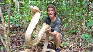 Worlds Biggest KING COBRA in JUNGLE of BORNEO?! Pt.2