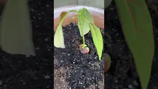 How to grow an avocado plant from a seed!