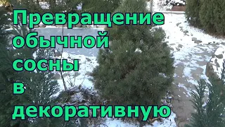 Формирование кроны обыкновенной сосны. Схема, время, правила стрижки дикой сосны для ландшафта дачи