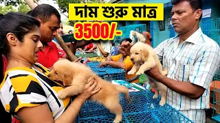Galiff Street Pet Market Kolkata | dog market in kolkata | Dog Price | Gallif street kolkata | Dog