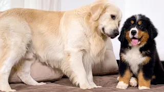 How the Golden Retriever and the Bernese Mountain Dog Became Best Friends [Compilation]