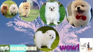 Puppy Pomeranian Grooming Teddy bear style Dog Pet 😍🐶| Funny Puppy Videos #1