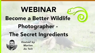 Webinar - Become a Better Wildlife Photographer   The Secret Ingredients