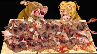 ASMR MUKBANG PITBULL EATING RAW FOODS WHOLE QUAIL