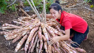 Harvest CASSAVA ROOT goes to the market sell | Ella Daily Life