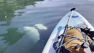 Juneau paddleboarder captures close encounter with orca pod