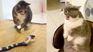 Funniest Animals - Best Of The 2021 Funny Animal Videos #22
