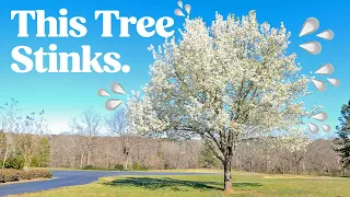 Why does this tree smell like THAT?? | inVASEive species | Bradford Pear