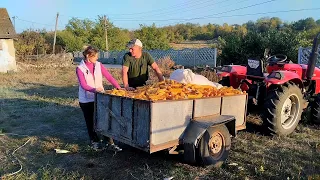 🤯 Найефективніша та найпростіша теребілка для кукурудзи своїми руками! Забутий город кукурудзи !