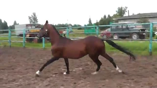 Alvan (Dorkush - Ayta), 20-year-old akhal-teke stallion! Ахалтекинский жеребец.