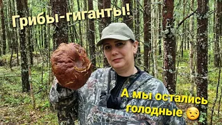 Кругом грибы-гиганты, а мы остались голодными 😒