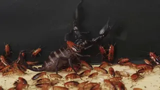 WHAT IF TO 1000 HUNGRY COCKROACHES LOWER A SCORPION ? COCKROACHES VS SCORPION