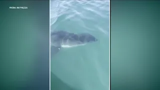 12-foot-long great white shark spotted off coast of New Jersey