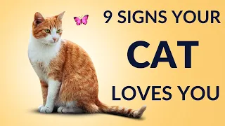 9 Signs That Shows Your Cat Loves you