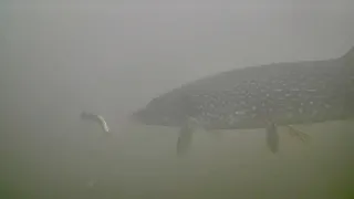 GIANT PIKE on the  UNDERWATER CAMERA! (ICE FISHING)