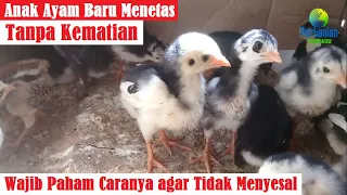 Cara Merawat Anak Ayam Baru Menetas dengan Mudah Agar Tidak Mati