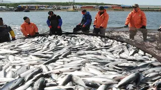 Amazing Big Catching on The Sea With Modern Big Boat, Fishing Hundreds Tons of Fish and Shrimp