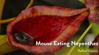 5 Nepenthes That Eat Mice!