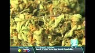 Cannabis Leno on Colorado Pot legalization and  2nd hand smoke
