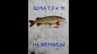 Щука на жерлицы. 7,2 кг!!! Огромная!!! Леска трещит в руках!!! Обновил личный рекорд!!!