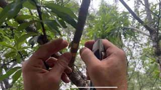 Cheap Hack to save a girdled tree and your sanity