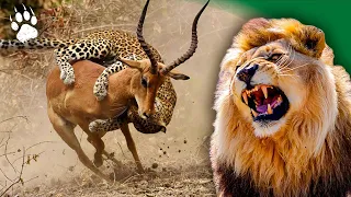 Les prédateurs d'Afrique - Icônes de la vie sauvage - documentaire animaux - HD - AMP